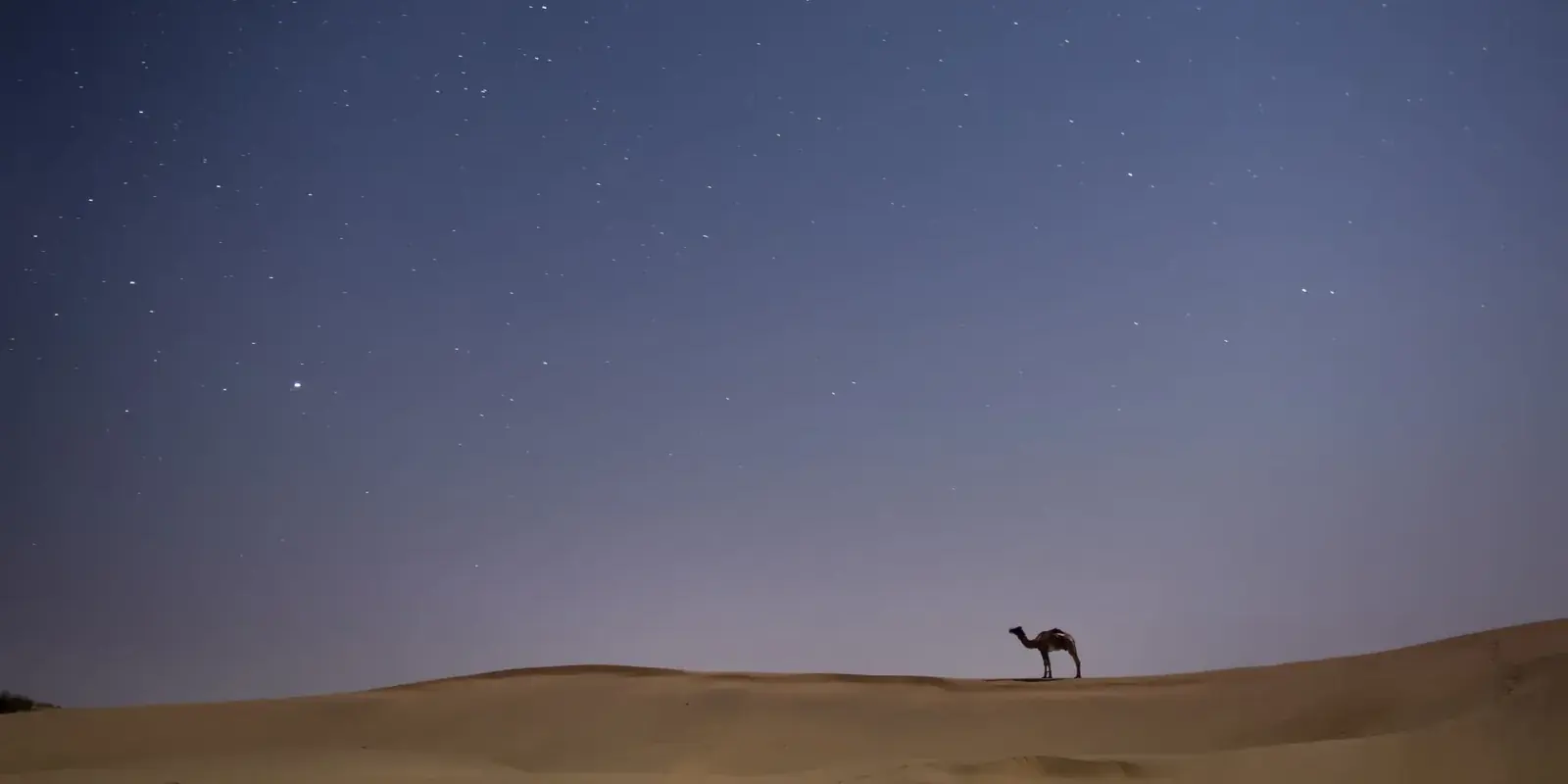 La sagoma di un cammello su una duna del deserto di Jaisalmer sotto il cielo stellato