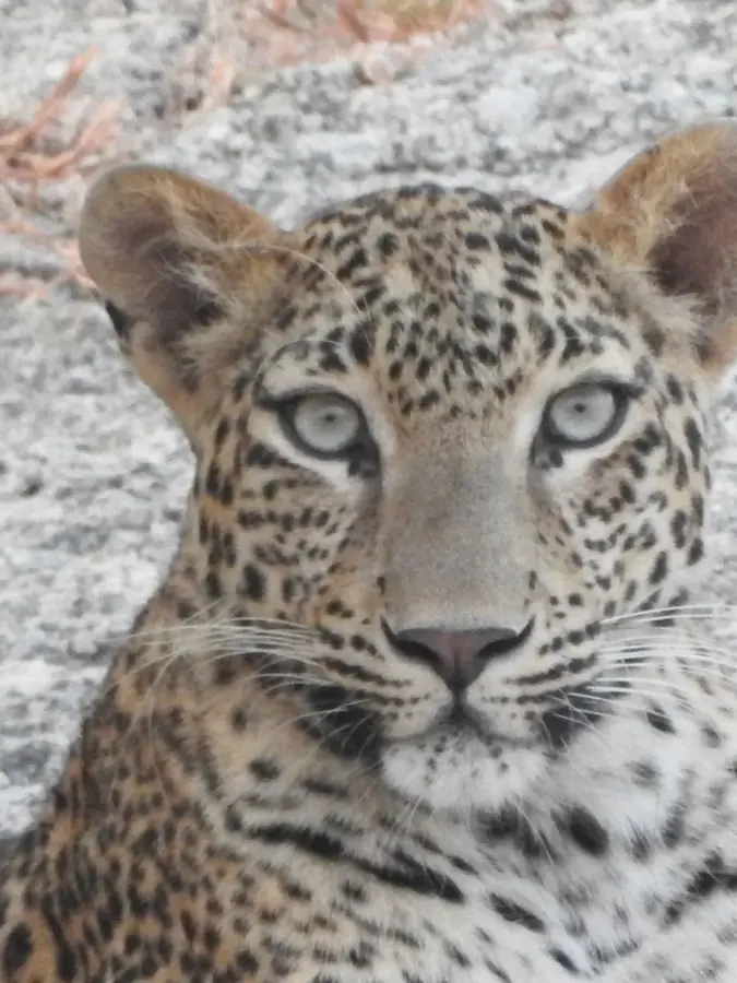 Il muso di un giovane leopardo che fissa l'obiettivo, sul granito chiaro delle colline intorno a Jawai