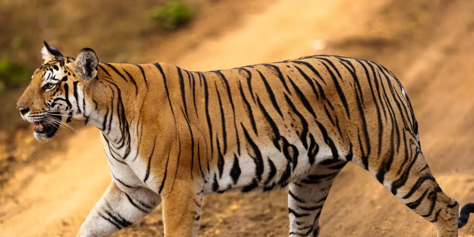 Una tigre del Bengala che cammina su una pista di terra in un parco indiano