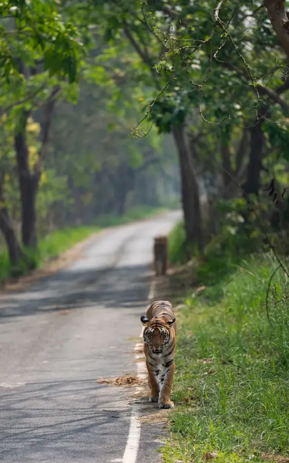 Una tigre che avanza sul bordo di una strada nella foresta, un’altra più indietro