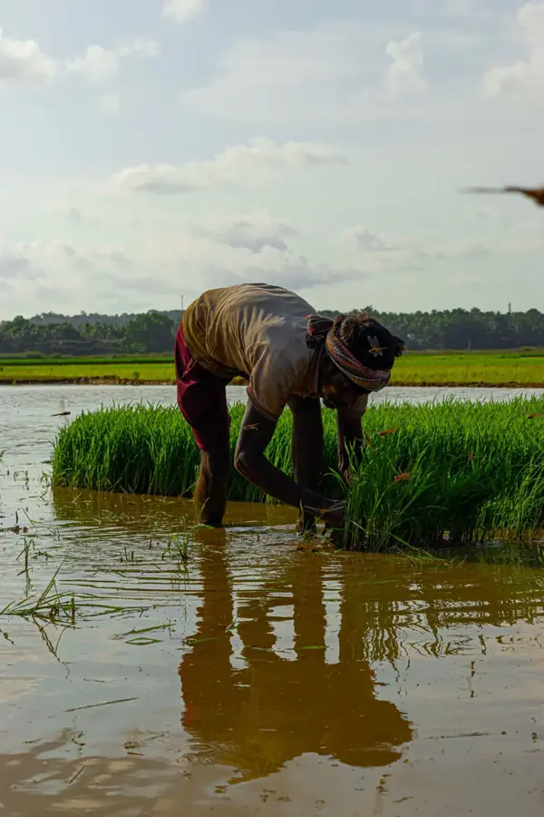 Contadino chino che lavora le piantine di riso in una risaia allagata del Kerala