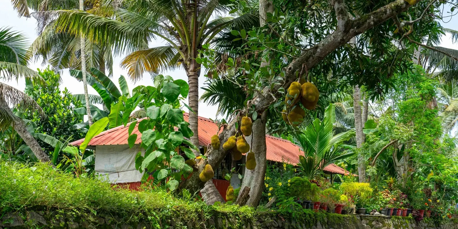 Casa tradizionale con il tetto rosso tra palme e alberi di jackfruit sulla riva di un canale del Kuttanad