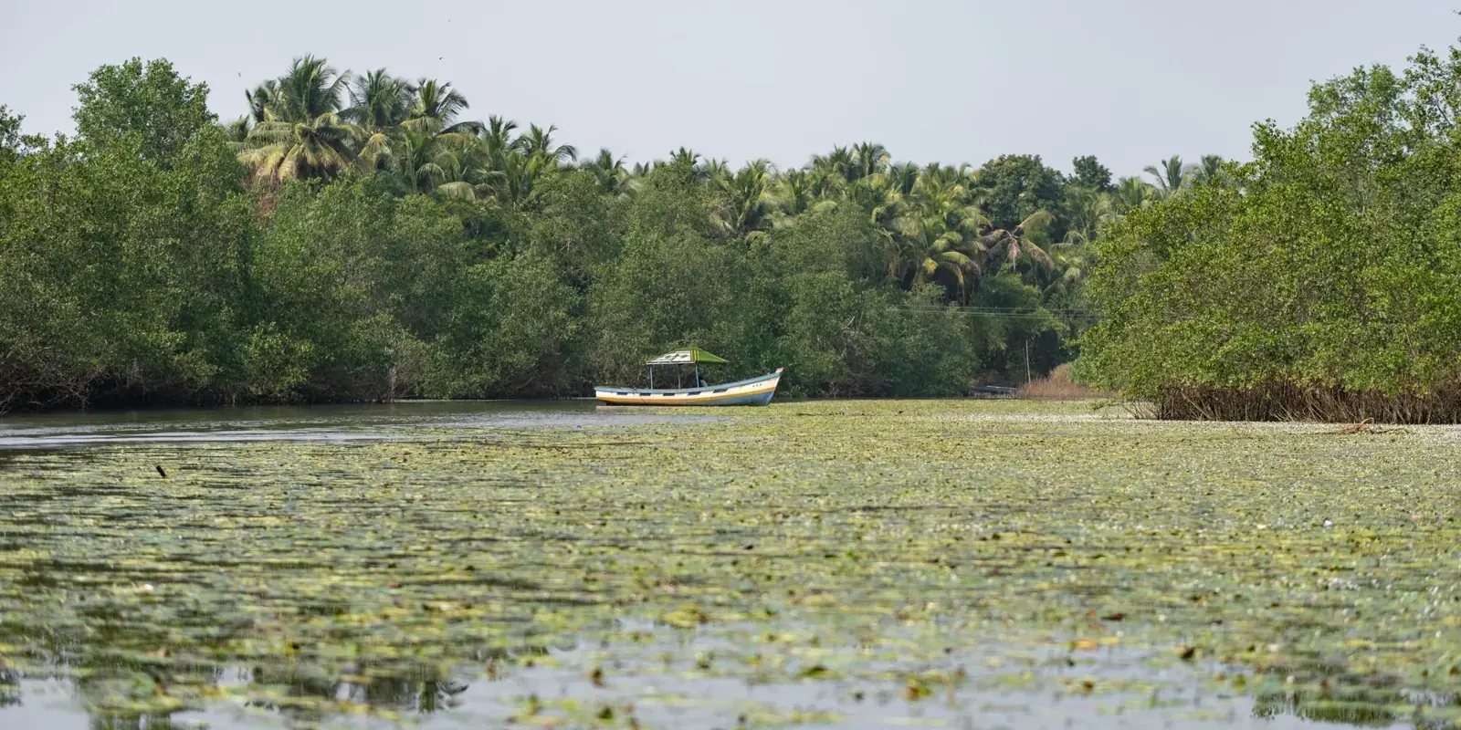 Piccola barca su un canale verde tra le mangrovie, con il pelo dell'acqua coperto di piante