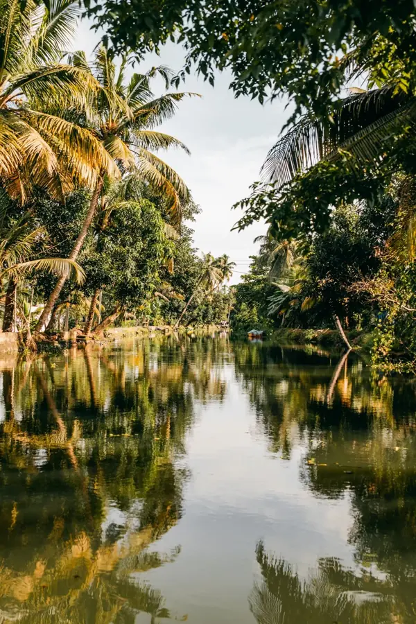 Canale stretto delle backwaters bordato di palme, con la vegetazione riflessa nell'acqua ferma