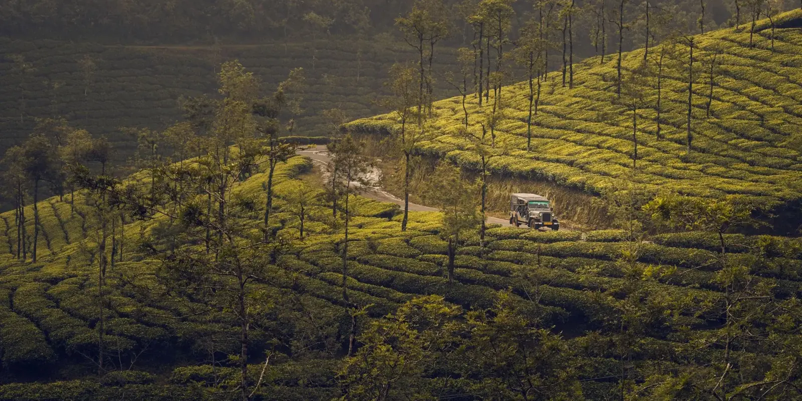 Colline coperte di piantagioni di tè con una jeep su una pista sterrata, nella luce calda del pomeriggio