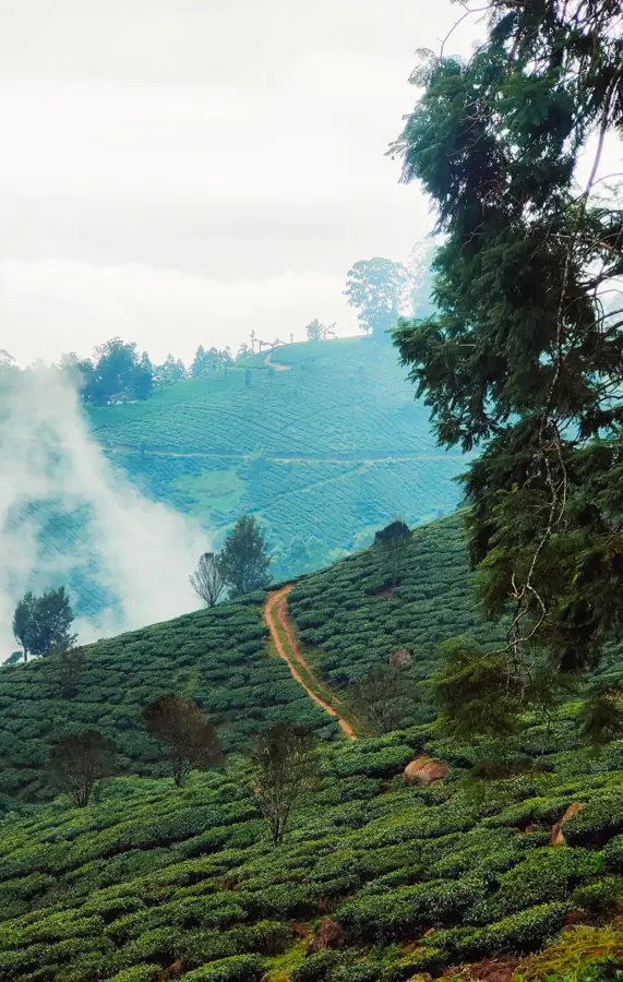 Filari di tè di Munnar su un pendio, un sentiero di terra rossa e nuvole basse nella valle