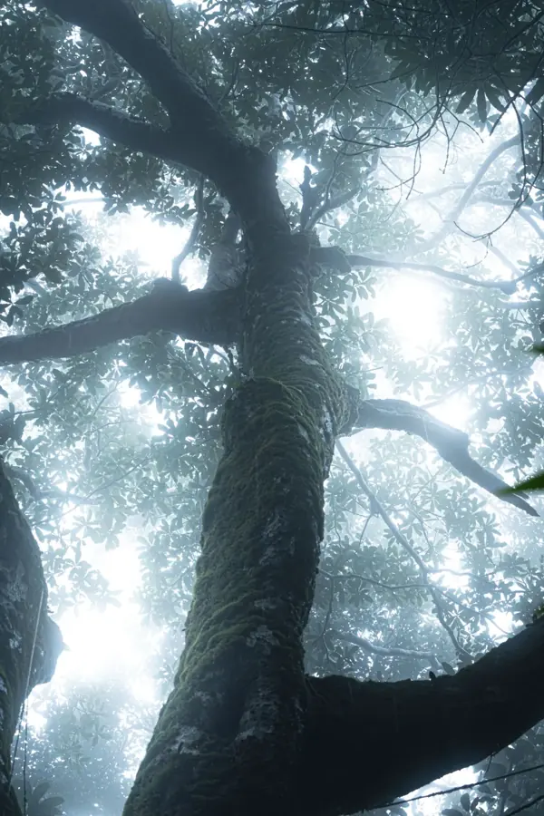 Grande albero coperto di muschio visto dal basso, con la chioma nella nebbia