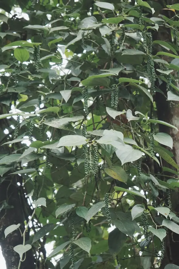 Rampicante di pepe con le spighe di grani verdi che pendono tra le foglie, arrampicato su un albero