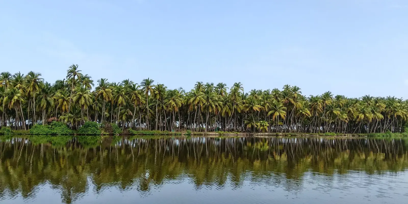 Le backwaters di Kavvayi: acqua calma che riflette una lunga fila di palme da cocco