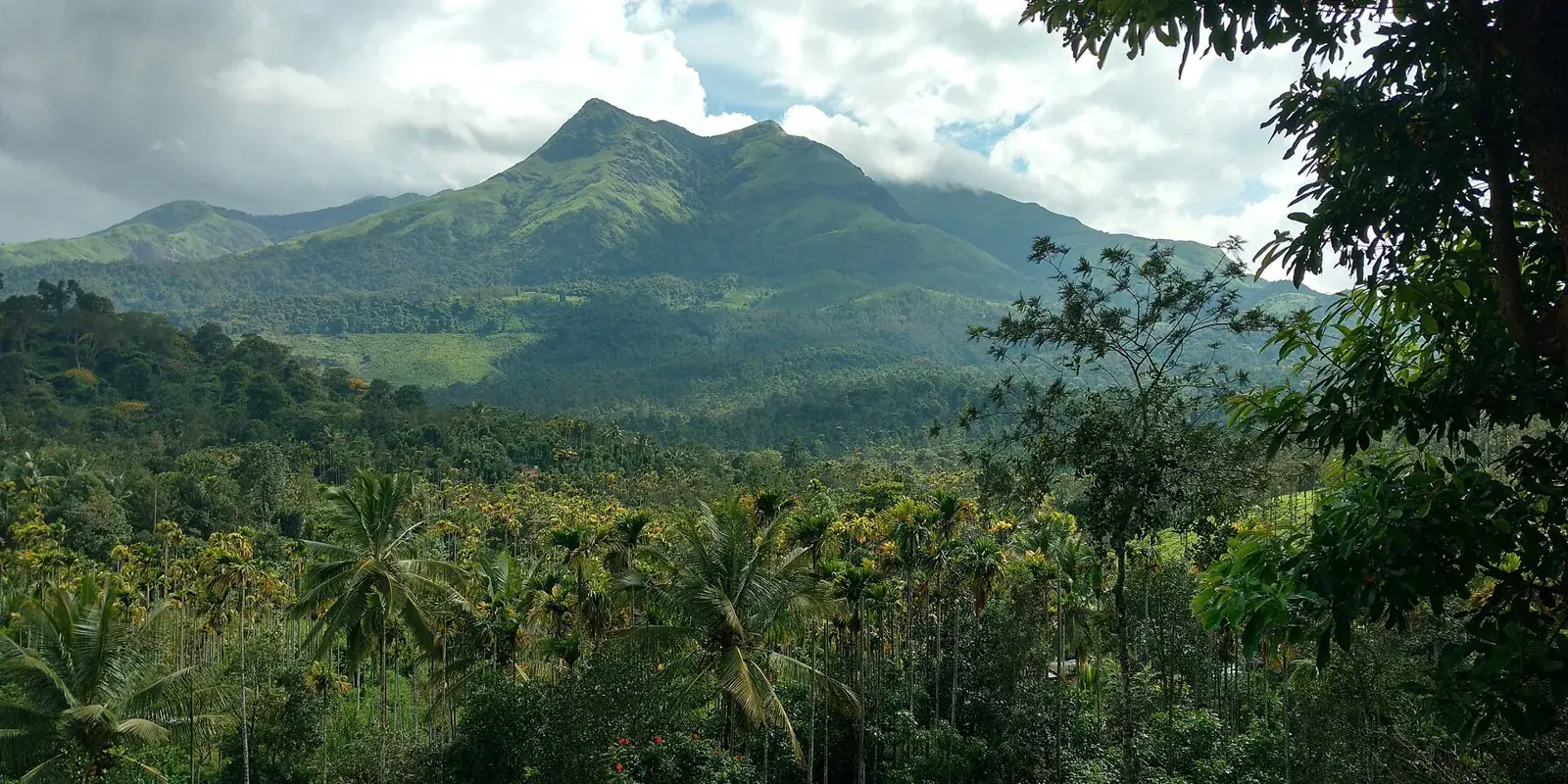 La cima del Chembra che si alza verde sopra le piantagioni e la foresta del Wayanad