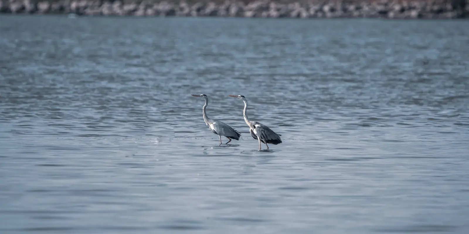 Due aironi cenerini immobili nell'acqua bassa di un lago
