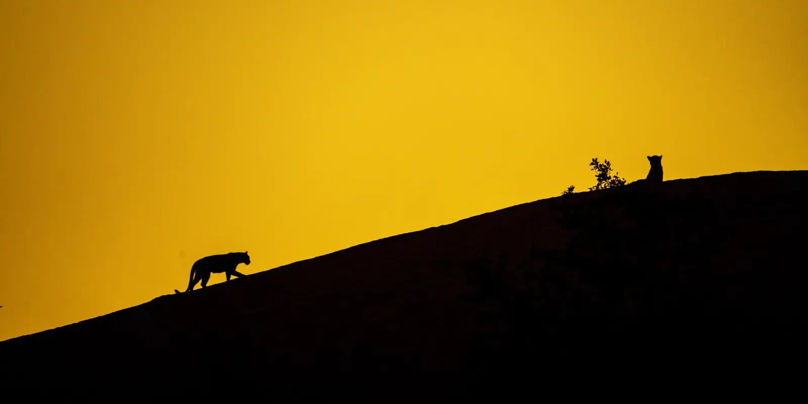 Sagome di leopardi su una collina di roccia contro il cielo dorato del tramonto, a Jawai