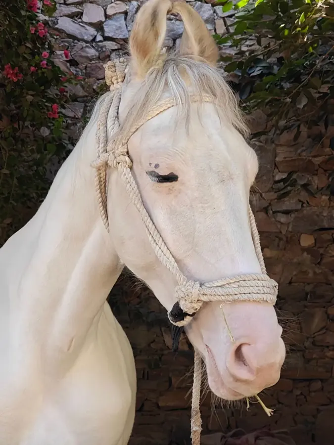 Un cavallo Marwari bianco con le orecchie ricurve e la cavezza di corda, in Rajasthan
