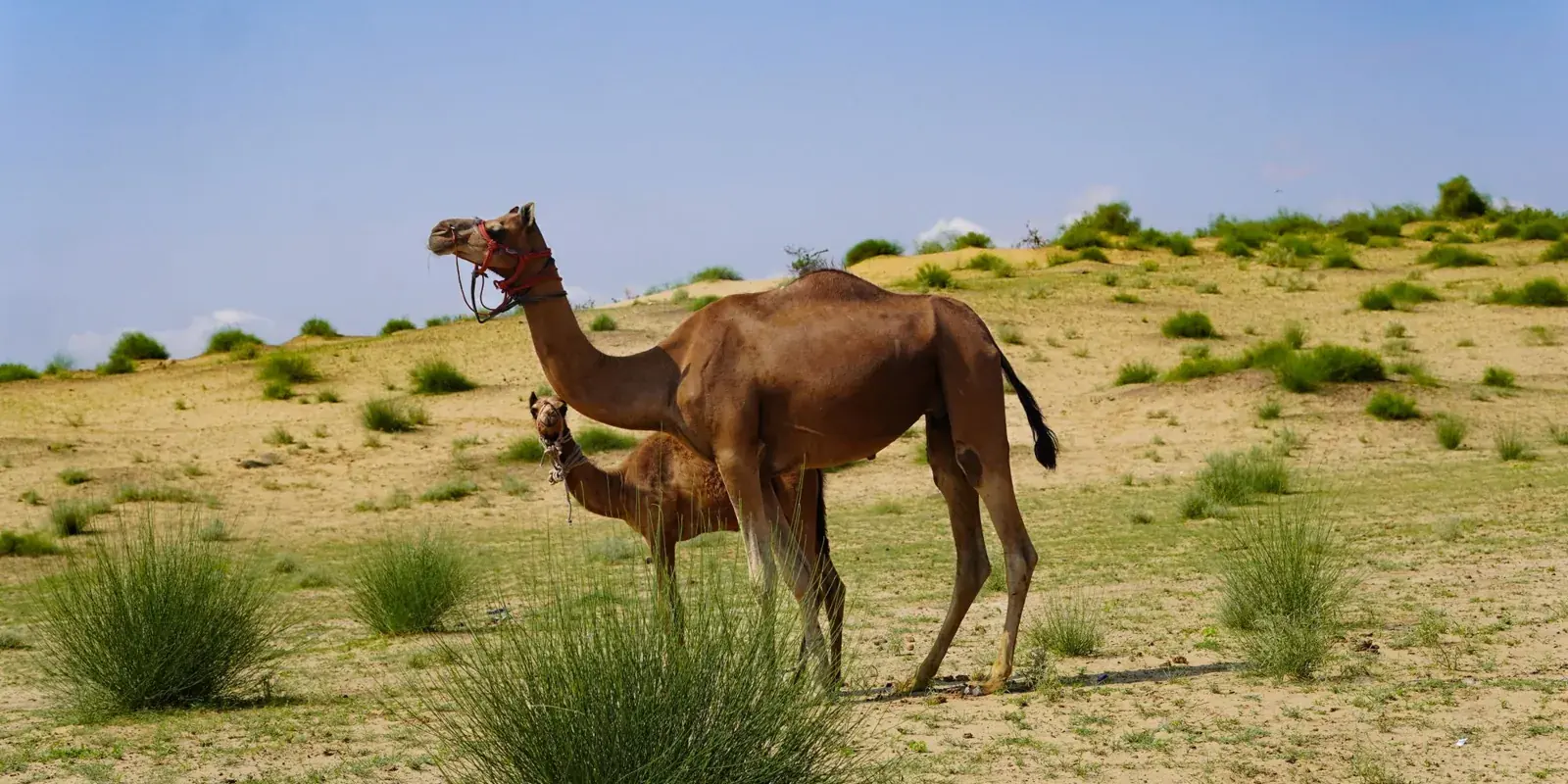Una cammella con il suo piccolo nella macchia arida del Rajasthan
