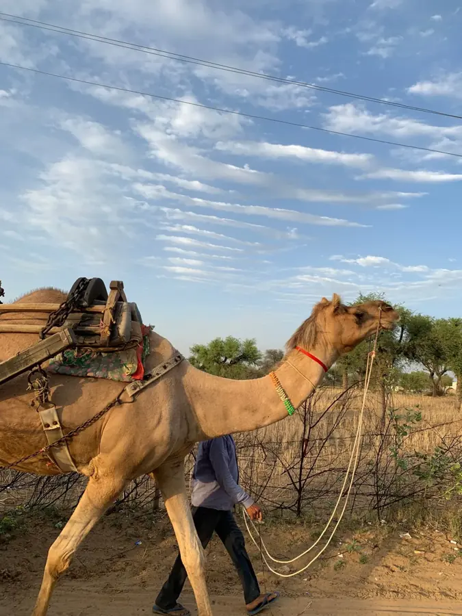 Un cammello condotto a mano lungo un sentiero nella campagna del Rajasthan